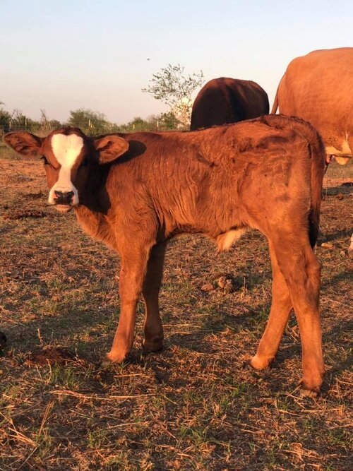 Brown calf standing in a pasture with other cattle in the background, showcasing its healthy coat and curious expression under a clear sky.