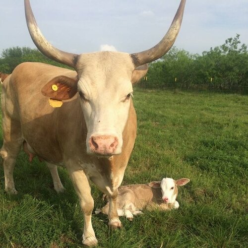 A brown and white cow with prominent horns stands in a green pasture next to a light-colored calf lying on the grass, surrounded by trees and a clear blue sky.