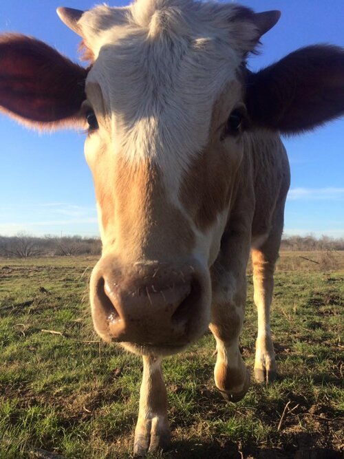 Close-up of a curious brown and white cow standing in a grassy field under a clear blue sky, highlighting its expressive face and large ears.