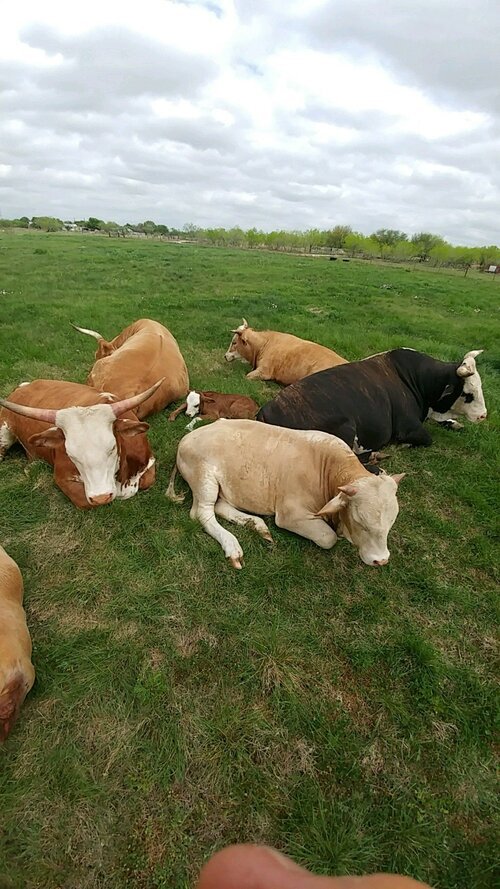 A group of cows resting on green grass under a cloudy sky, showcasing various breeds and colors, in a peaceful rural setting.